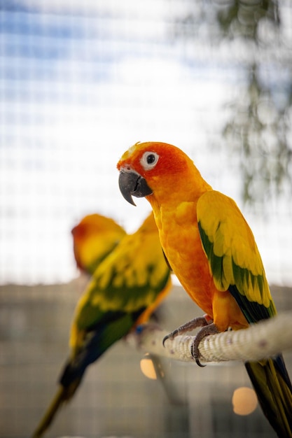 Foto grátis captura aproximada de papagaios laranja e verdes numa gaiola