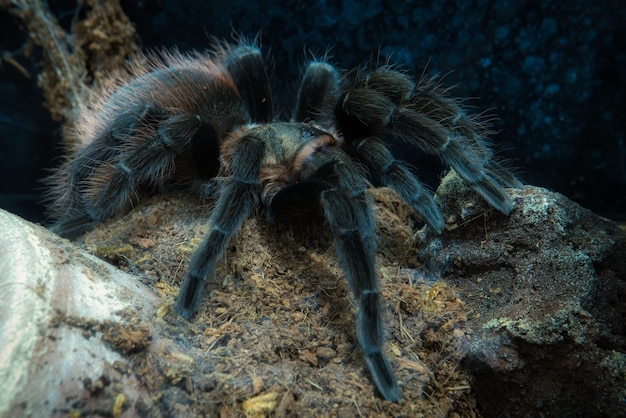 Foto grátis captura aproximada de uma tarântula negra na natureza