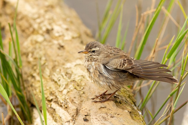 Foto grátis captura de foco seletivo de anthus spinoletta ou pipit de água empoleirado em uma torta