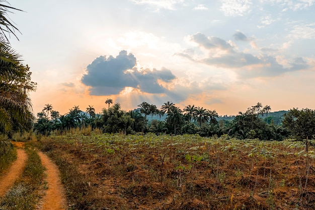 Cenário da natureza africana com estradas e árvores