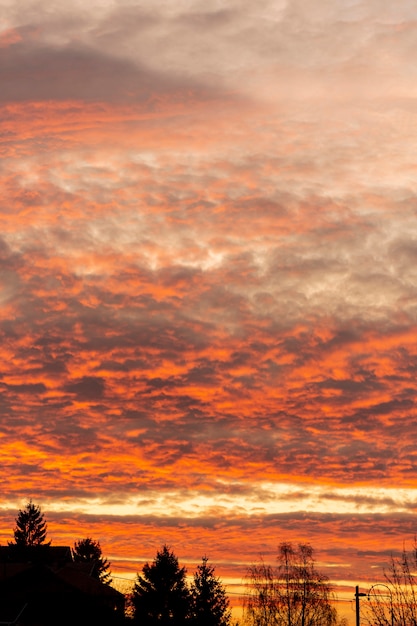 Foto grátis céu do sol com árvores