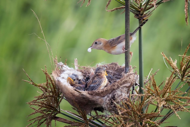 Foto grátis cisticola exilis pássaro alimentando seus filhotes em uma gaiola bebê cisticola exilis pássaro esperando por comida de sua mãe cisticola exilis pássaro no galho