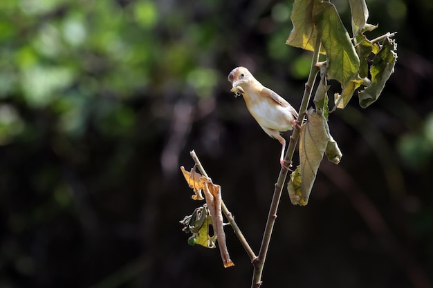 Foto grátis cisticola exilis pássaro alimentando seus filhotes em uma gaiola bebê cisticola exilis pássaro esperando por comida de sua mãe cisticola exilis pássaro no galho