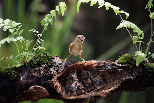 Foto grátis cisticola exilis pássaro alimentando seus filhotes em uma gaiola bebê cisticola exilis pássaro esperando por comida de sua mãe cisticola exilis pássaro no galho