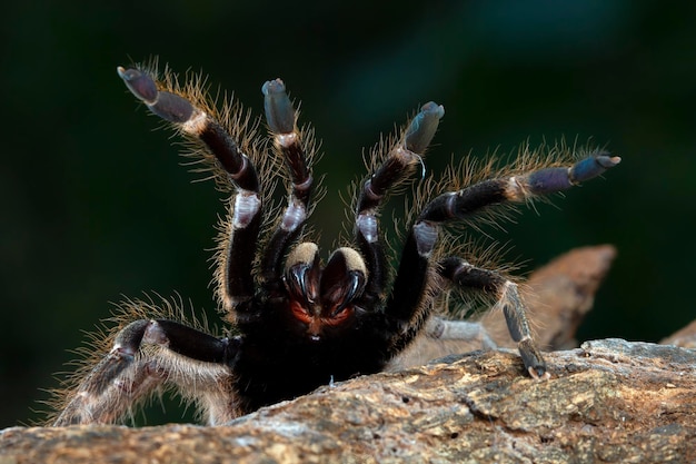 Foto grátis close da tarântula de ceratogyrus darlingi