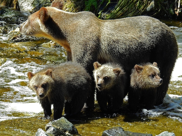 Foto grátis close de filhotes pardos e urso na enseada do cavaleiro do urso no canadá durante o dia