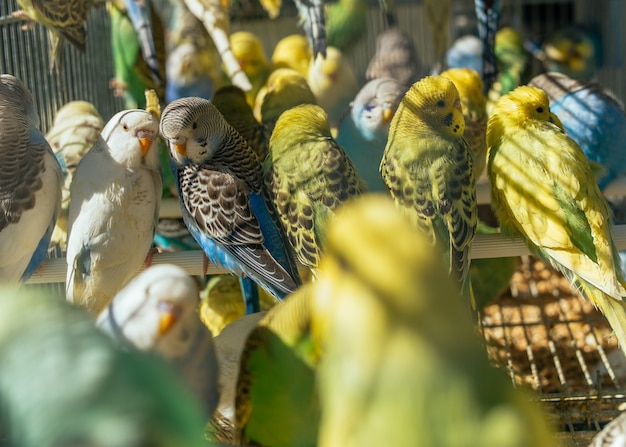 Foto grátis close de lindos periquitos coloridos em uma gaiola