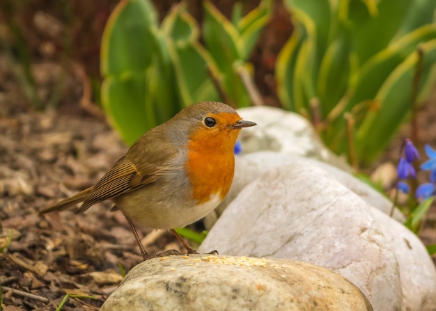 Foto grátis close de um adorável robin europeu empoleirado em uma rocha em um jardim