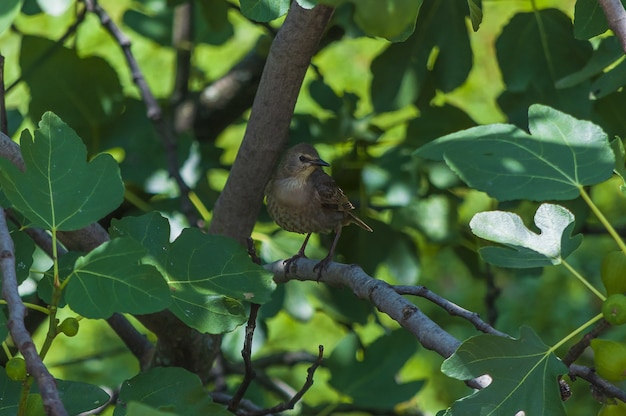 Foto grátis close de um estorninho comum sentado em uma planta chamada figo comum