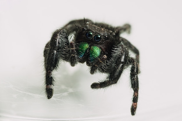 Foto grátis close de um phidippus audax, uma aranha saltadora ousada