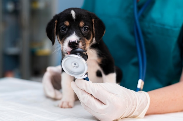 Foto grátis close no veterinário cuidando do cachorro