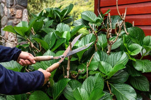 Close up cortando folhas de plantas