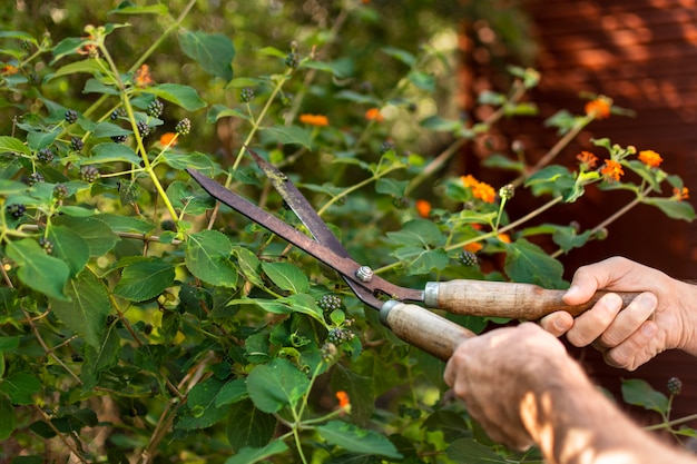 Close up cortando folhas de plantas