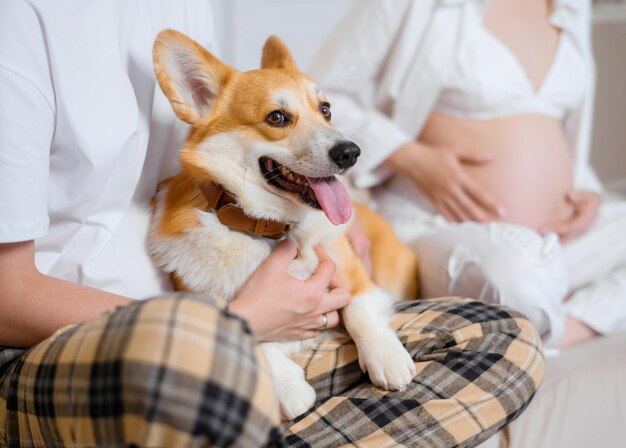 Close-up de lindo corgi com pele de gengibre e língua saliente, deitada nas pernas do dono do homem irreconhecível enquanto mulher grávida turva tocando a barriga sentada perto da cama