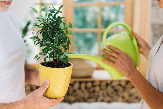 Close-up, de, mulher, aguando, a, planta potted, segure, por, seu, marido