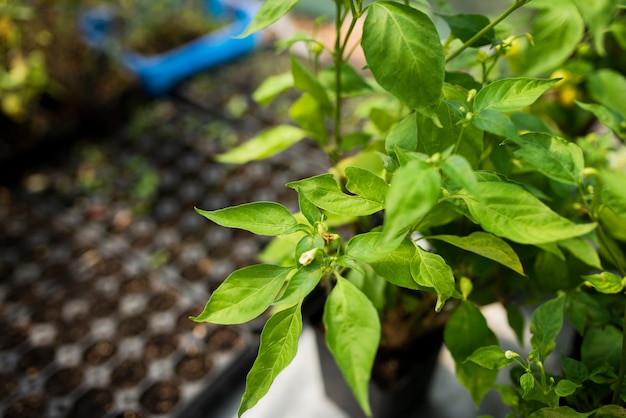 Close-up, de, planta verde, em, estufa