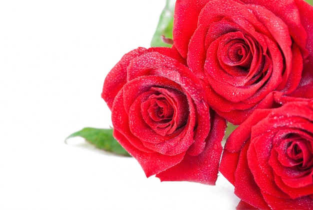 Close-up de rosas vermelhas com gotas