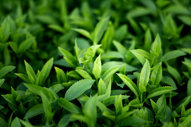 Foto grátis close-up nas folhas verdes na natureza