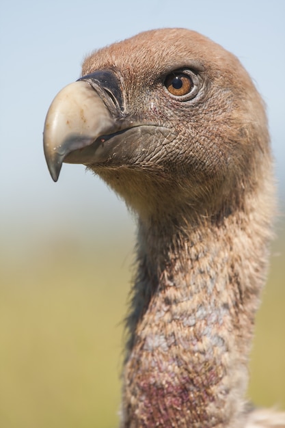 Foto grátis close vertical de um falcão magnífico com um efeito natural desfocado