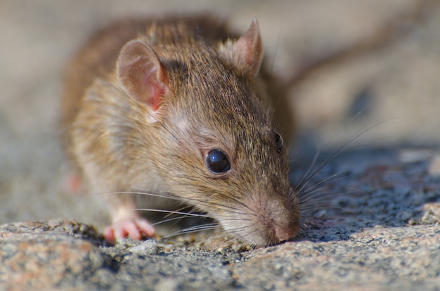 Foto grátis closeup tiro com foco seletivo de um rato marrom no chão de concreto