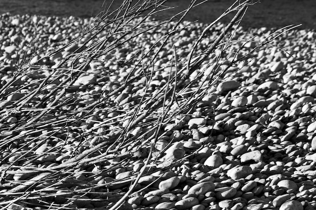 Foto grátis closeup tiro de galhos de árvores nas rochas com fundo desfocado em preto e branco