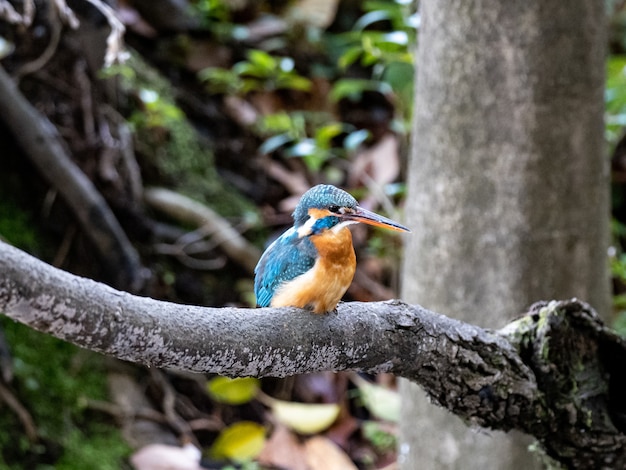 Foto grátis closeup tiro de martim-pescador comum empoleirado em um galho de árvore