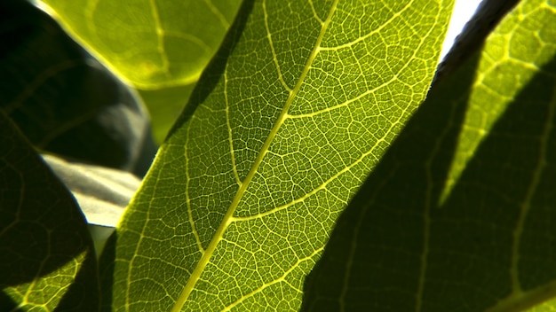 Foto grátis closeup tiro de textura de folhas verdes frescas