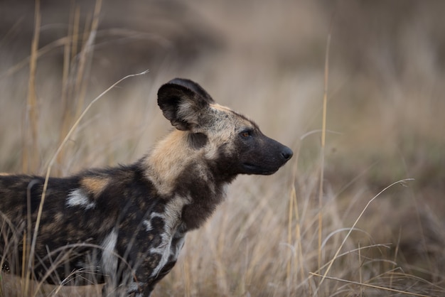 Closeup tiro de um cachorro selvagem africano