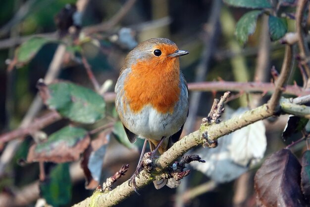 Foto grátis closeup tiro de um robin europeu no galho