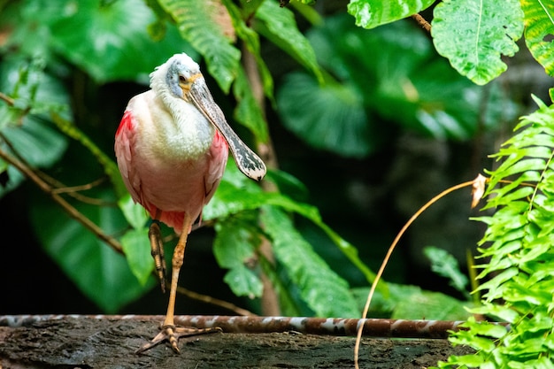 Foto grátis colhereiro bonito empoleirado em um galho de árvore com um borrão