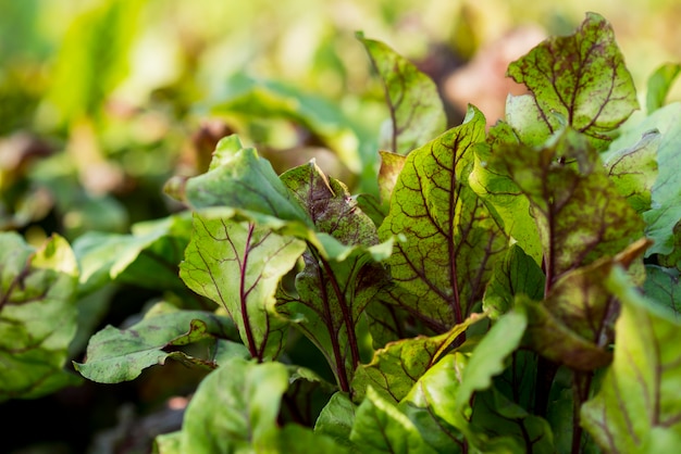 Foto grátis conceito de agricultura de plantas orgânicas