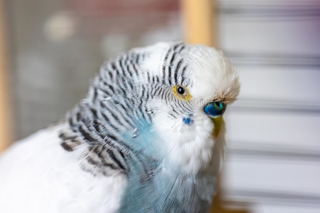 Foto grátis conceito de animais de estimação de papagaio azul e branco e aves domésticas