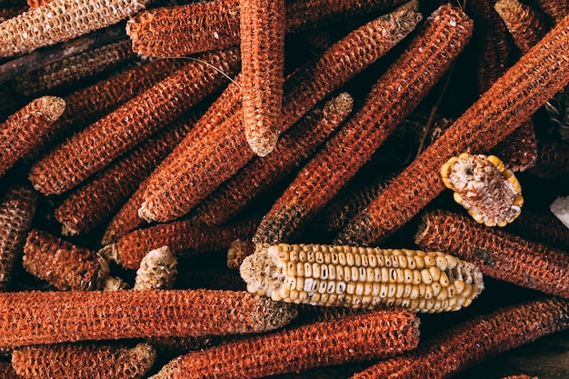 Foto grátis conceito de fazenda com milho