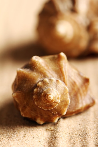 Conchas do mar na areia