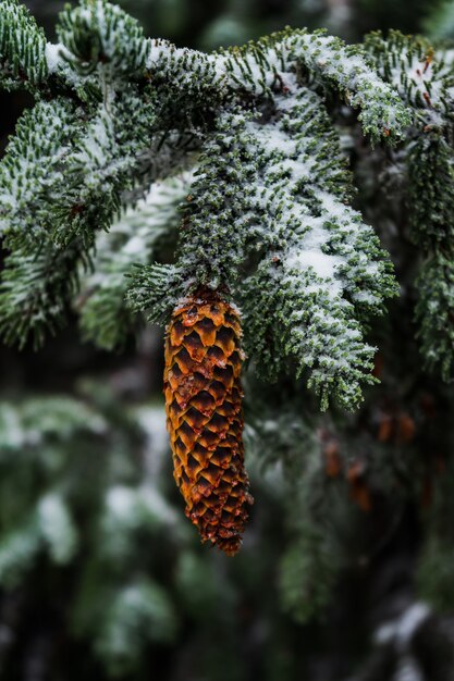 Cone de abeto pendurado em um galho de neve