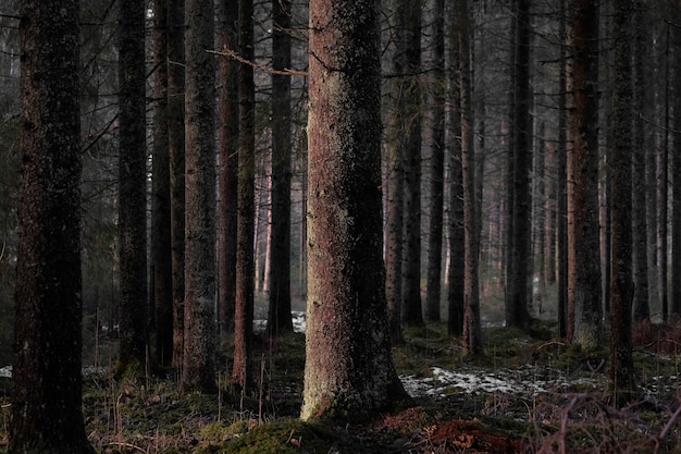 Foto grátis descubra árvores altas da floresta escura