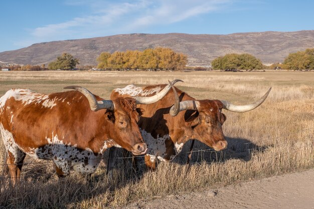 Dois boi longhorn do Texas