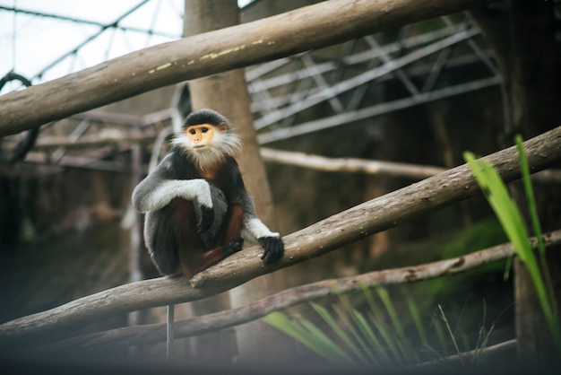 Foto grátis douc ruivo no zoológico. conceito de animais.