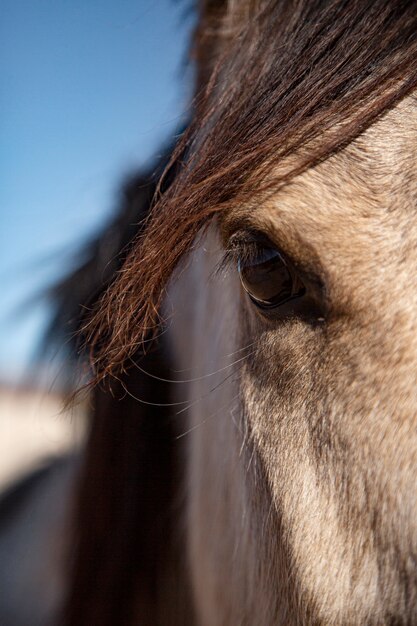 Fechar o cavalo na natureza