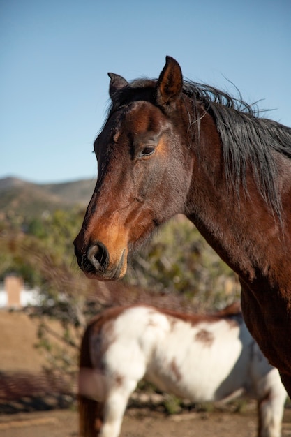 Foto grátis fechar o cavalo na natureza