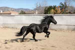 Foto grátis fechar o cavalo na natureza