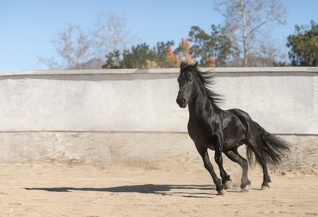 Foto grátis fechar o cavalo na natureza