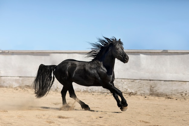 Foto grátis fechar o cavalo na natureza