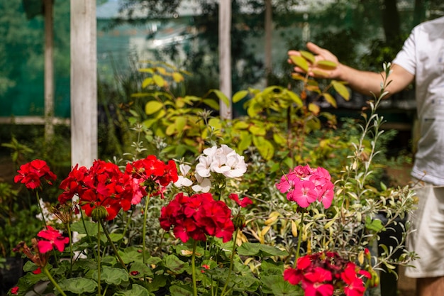 Feche flores no jardim