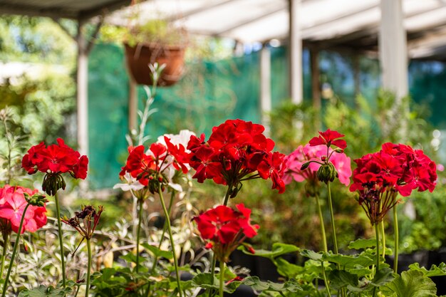 Feche flores no jardim