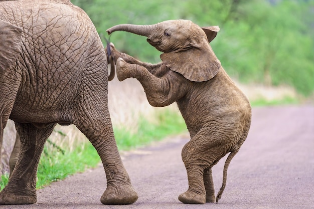 Foto grátis filhote de elefante em pé e empurrando sua mãe