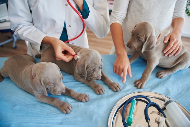 Foto grátis filhotes sonolentos examinados no veterinário