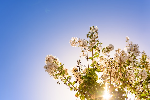 Foto grátis flor selvagem bonita na luz de fundo da manhã, contra o fundo do céu azul.