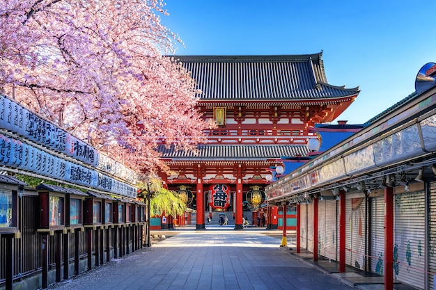 Foto grátis flores de cerejeira e templo de sensoji em asakusa, tóquio, japão.