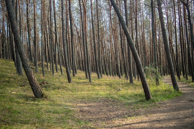 Foto grátis floresta coberta de grama e árvores altas sob a luz do sol durante o dia